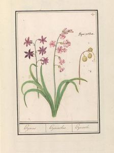 Hyacinth (Hyacinthus orientalis), 1596-1610. Creators: Anselmus de Boodt, Elias Verhulst
