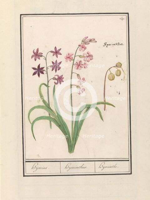Hyacinth (Hyacinthus orientalis), 1596-1610. Creators: Anselmus de Boodt, Elias Verhulst.