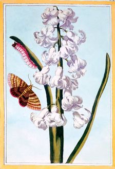 Hyacinth, pub. 1776. Creator: Pierre Joseph Buchoz (1731-1807)