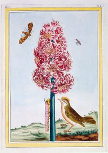 Hyacinth, pub. 1776. Creator: Pierre Joseph Buchoz (1731-1807)