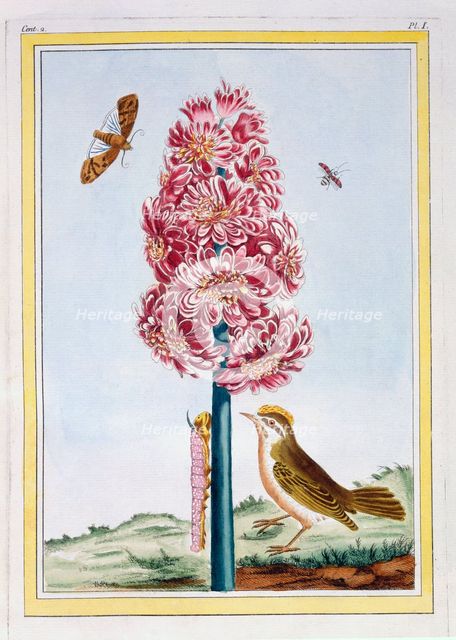 Hyacinth,  pub. 1776. Creator: Pierre Joseph Buchoz (1731-1807).
