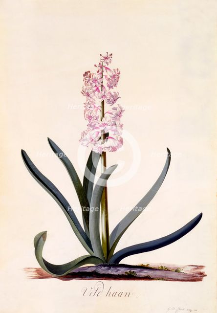 Hyacinth 'Veld Haan', c. 1744 (hand coloured engraving). Creator: "Georg Dionysius Ehret (1710 - 70); Ehret, Georg Dionysius (1710-1770)".