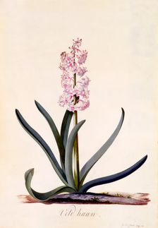 Hyacinth Veld Haan c. 1744 (hand coloured engraving). Creator: "Georg Dionysius Ehret (1710 - 70); Ehret, Georg Dionysius (1710-1770)"