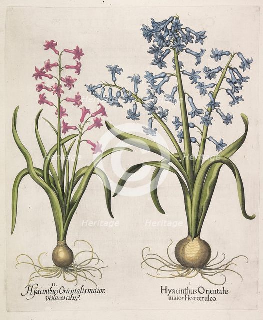 Hyacinthus orientalis , 1613. Creator: Besler, Basilius (1561-1629).