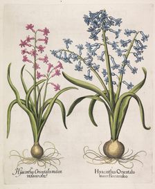 Hyacinthus orientalis , 1613. Creator: Besler, Basilius (1561-1629)