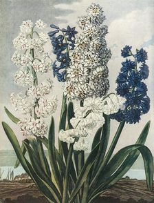 Hyacinths 1801, (1948). Creator: Thomas Warner