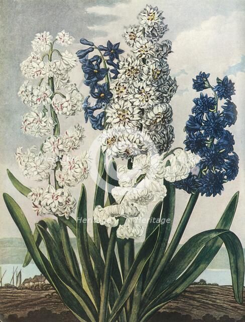 'Hyacinths', 1801, (1948). Creator: Thomas Warner.