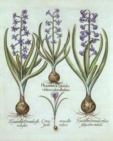 Hyacinths and an Autumn Crocus, from Hortus Eystettensis by Basil Besler (1561-1629), pub. 1613 (