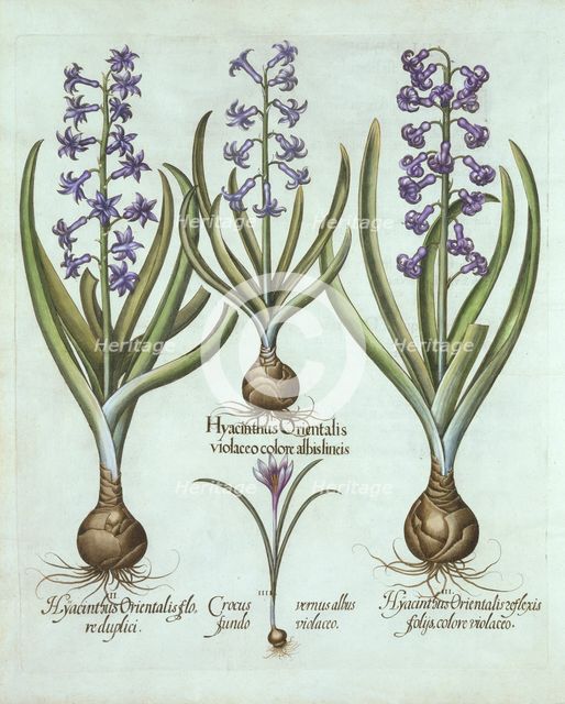 Hyacinths and an Autumn Crocus, from 'Hortus Eystettensis', by Basil Besler (1561-1629), pub. 1613 (
