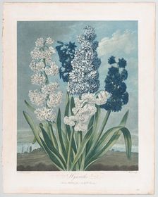Hyacinths, from "The Temple of Flora, or Garden of Nature", June 1, 1801., June 1, 1801. Creator: Thomas Warner