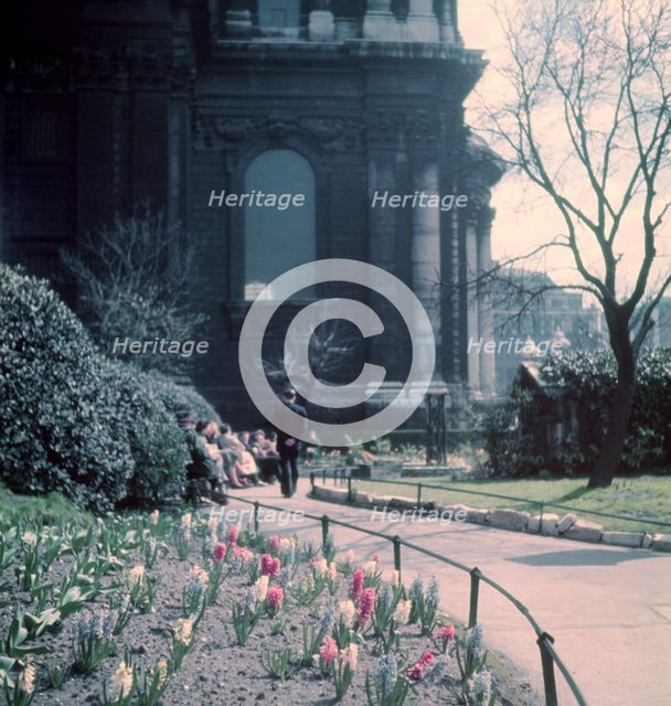 Hyacinths in St Paul's Churchyard, London, c1955. Creator: Arthur Charles Kirby Ware.