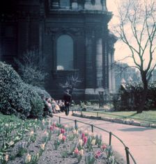 Hyacinths in St Paul's Churchyard, London, c1955. Creator: Arthur Charles Kirby Ware