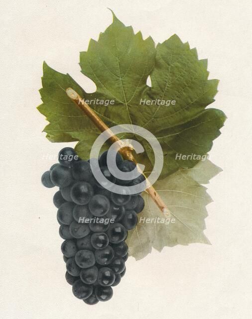 'Hybrid Franc', 1908.