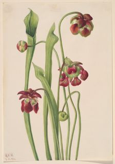 Hybrid Pitcherplant, 1930. Creator: Mary Vaux Walcott