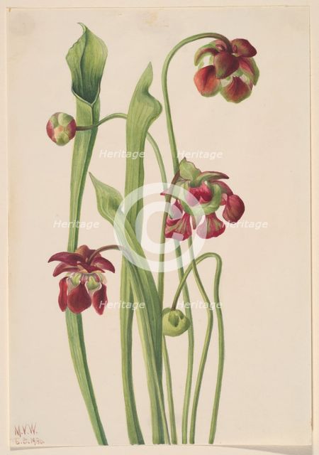 Hybrid Pitcherplant, 1930. Creator: Mary Vaux Walcott.