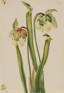 Hybrid Pitcherplant (Sarracenia minor), 1930. Creator: Mary Vaux Walcott