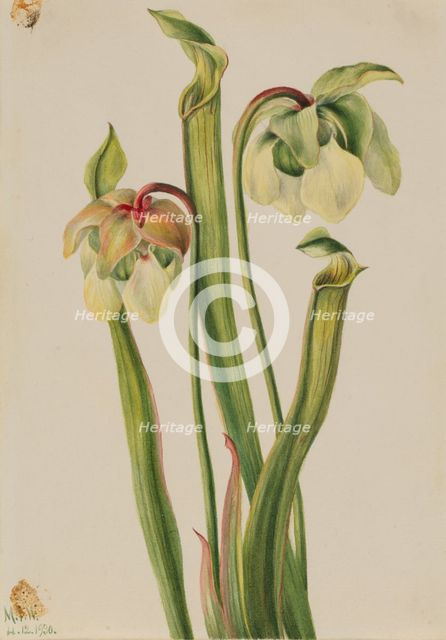 Hybrid Pitcherplant (Sarracenia minor), 1930. Creator: Mary Vaux Walcott.