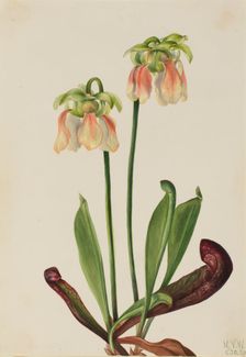 Hybrid Pitcherplant (Sarracenia minor x psittacina), 1930. Creator: Mary Vaux Walcott