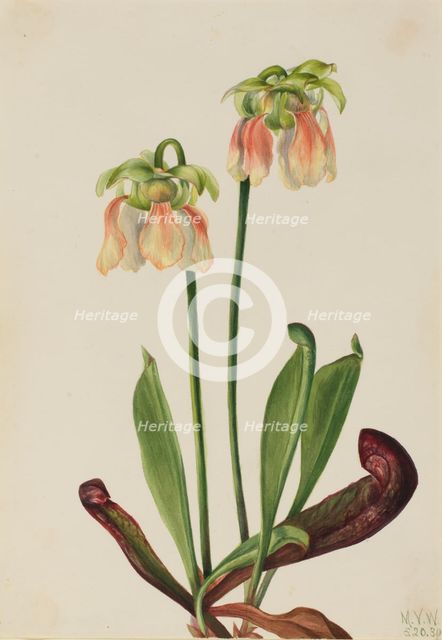 Hybrid Pitcherplant (Sarracenia minor x psittacina), 1930. Creator: Mary Vaux Walcott.