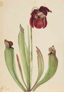 Hybrid Pitcherplant (Sarracenia rubra xs purpurea venosa), 1920. Creator: Mary Vaux Walcott