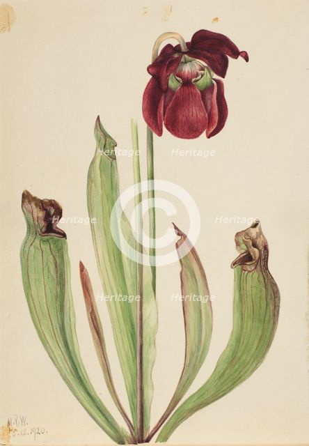 Hybrid Pitcherplant (Sarracenia rubra xs purpurea venosa), 1920. Creator: Mary Vaux Walcott.