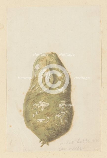 Hydnora africana Thunb., bulb (Jackal-food plant), 1777-1786. Creator: Robert Jacob Gordon.