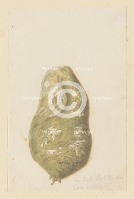 Hydnora africana Thunb., bulb (Jackal-food plant), 1777-1786. Creator: Robert Jacob Gordon.