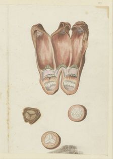 Hydnora africana Thunb., details (Jackal-food plant), 1777-1786. Creator: Robert Jacob Gordon