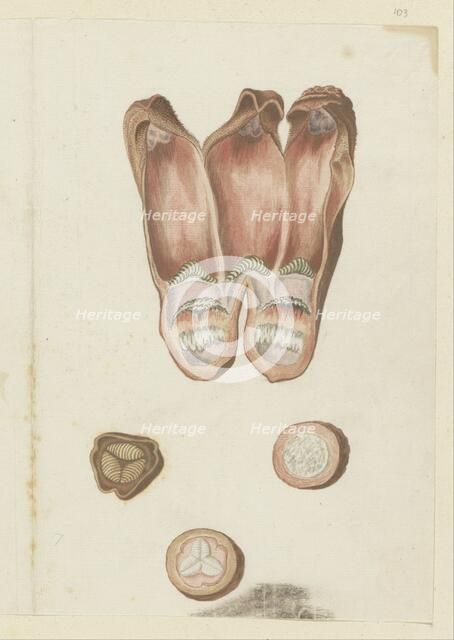 Hydnora africana Thunb., details (Jackal-food plant), 1777-1786. Creator: Robert Jacob Gordon.