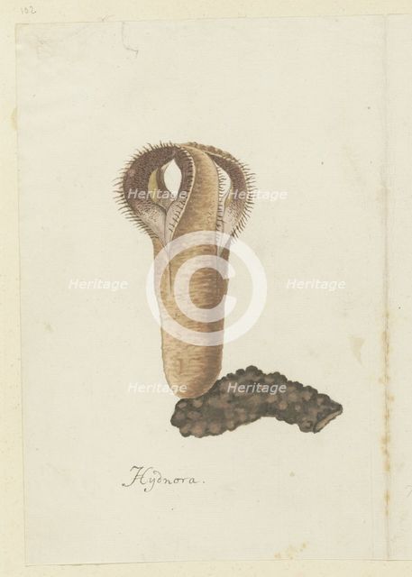 Hydnora africana Thunb. (Jackal-food plant), 1777-1786. Creator: Robert Jacob Gordon.