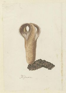 Hydnora africana Thunb. (Jackal-food plant), 1777-1786. Creator: Robert Jacob Gordon