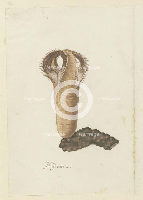 Hydnora africana Thunb. (Jackal-food plant), 1777-1786. Creator: Robert Jacob Gordon.