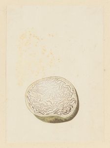 Hydnora africana Thunb. (Jackal-food plant), cross section, 1777-1786. Creator: Robert Jacob Gordon