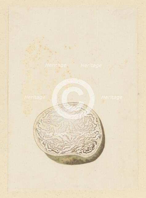 Hydnora africana Thunb. (Jackal-food plant), cross section, 1777-1786. Creator: Robert Jacob Gordon.