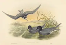Hydrochelidon nigra. Creators: John Gould, Henry Constantine Richter