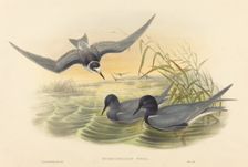 Hydrochelidon nigra. Creators: John Gould, Henry Constantine Richter