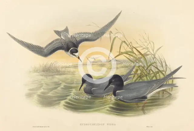 Hydrochelidon nigra. Creators: John Gould, Henry Constantine Richter.