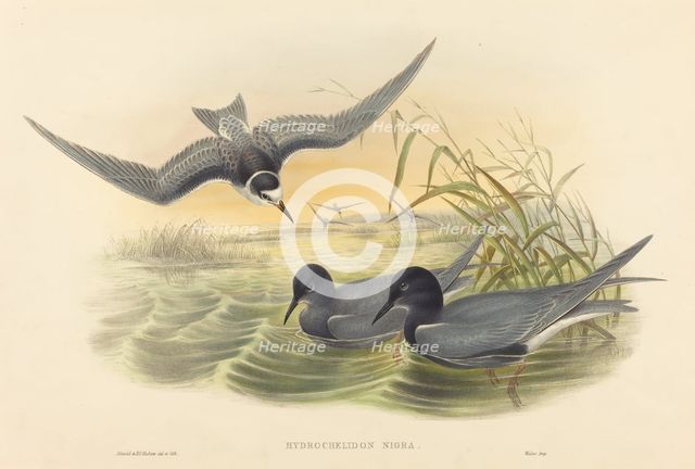 Hydrochelidon nigra. Creators: John Gould, Henry Constantine Richter.