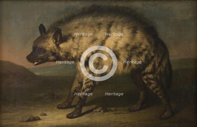 Hyena from the menagerie at Frederiksberg Castle, 1767. Creator: Jens Juel.