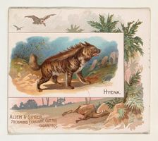 Hyena, from Quadrupeds series (N41) for Allen & Ginter Cigarettes, 1890. Creator: Allen & Ginter
