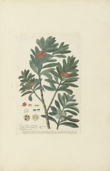 Hyenanche globosa Lam. or Toxicodendrum capense of globosum (Cape wolvegift), in or after c.1780. Creator: Robert Jacob Gordon
