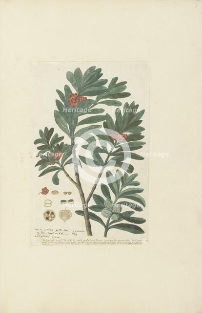 Hyenanche globosa Lam. or  Toxicodendrum capense of globosum (Cape wolvegift), in or after c.1780. Creator: Robert Jacob Gordon.