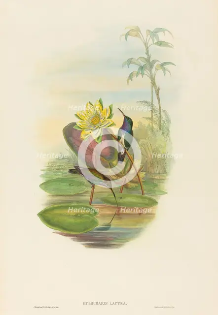 Hylocharis lactea (Sapphire-breasted Emerald). Creators: John Gould, Henry Constantine Richter.