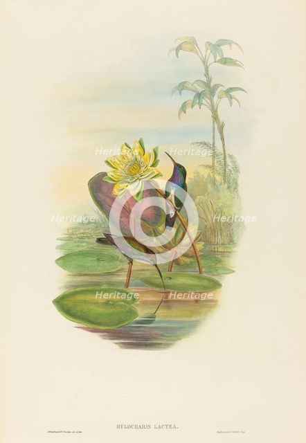 Hylocharis lactea (Sapphire-breasted Emerald). Creators: John Gould, Henry Constantine Richter.
