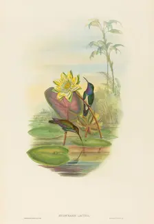 Hylocharis lactea (Sapphire-breasted Emerald). Creators: John Gould, Henry Constantine Richter