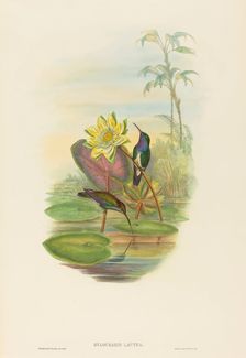 Hylocharis lactea (Sapphire-breasted Emerald). Creators: John Gould, Henry Constantine Richter