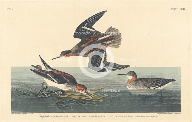 Hyperborean Phalarope, 1834. Creator: Robert Havell.