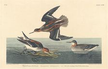 Hyperborean Phalarope, 1834. Creator: Robert Havell