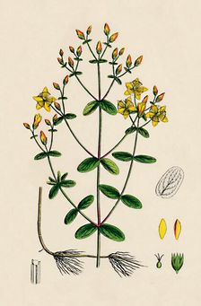 Hypericum Boeticum. Waved-leaved St. John's Wort 19th Century