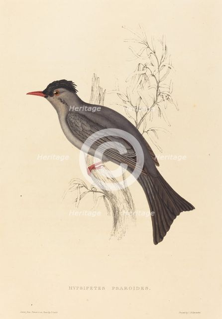 Hypsipetes Psaroides (Black Bulbul). Creator: Elizabeth Gould.